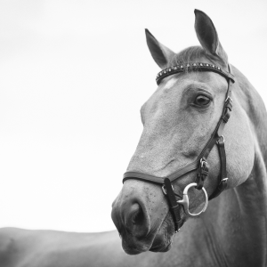 grayscale image of a horse