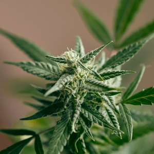 up close image of green cannabis plant flowering