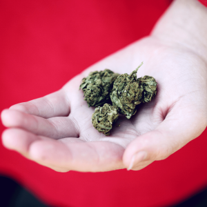 a hand holding cannabis nugs