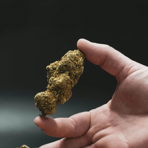 a hand holding a dried cannabis nug