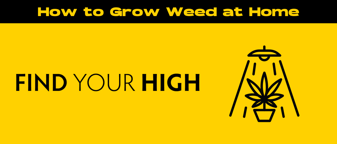 black and yellow banner image for how to grow weed at home without equipment