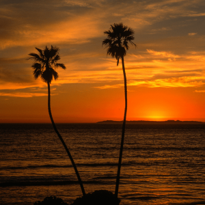 two palm trees at sunset in san clemente california