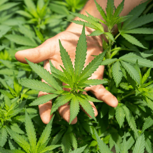 a hand holding green cannabis leaves