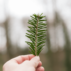 a person holding up pine needles