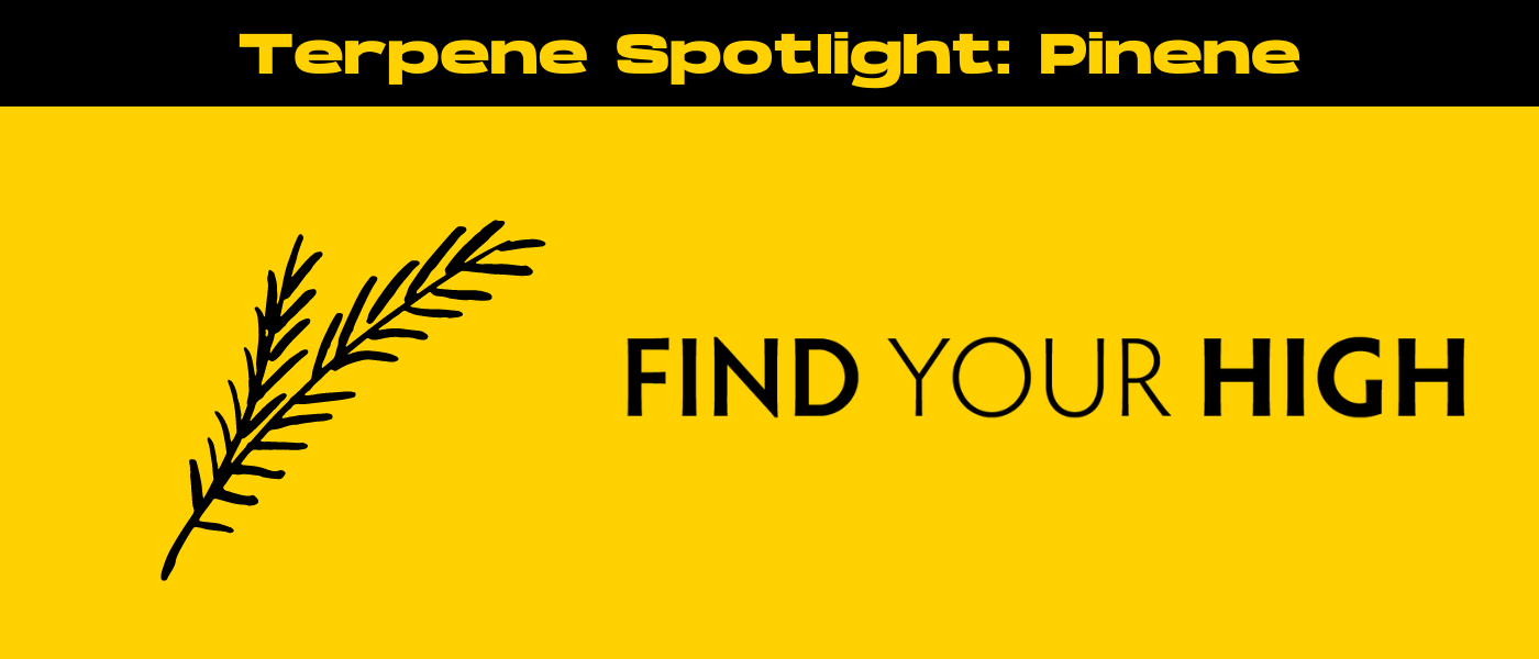 black and yellow banner image for pinene terpene blog