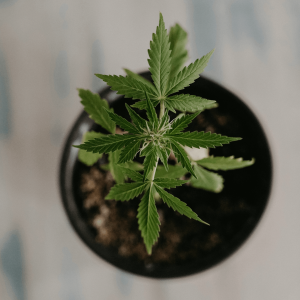 a hemp plant growing in a pot