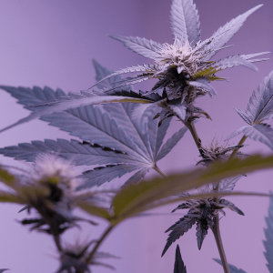 cannabis plant under purple lighting 