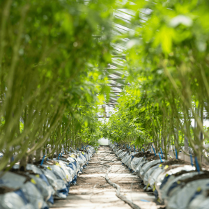 cannabis plants growing in rows in a greenhouse