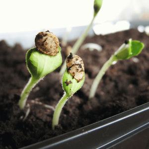 a sprouting plant