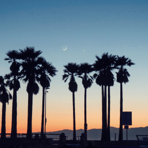 silhouette of palm trees in los angeles