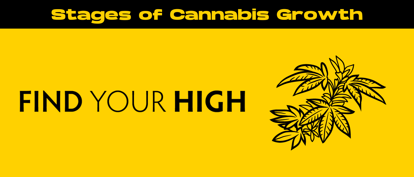 black and yellow banner image for stages of cannabis growth blog