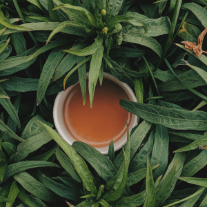 a cup of tea buried in a plant