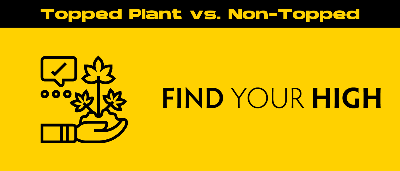 black and yellow banner image for topped plant vs non-topped blog