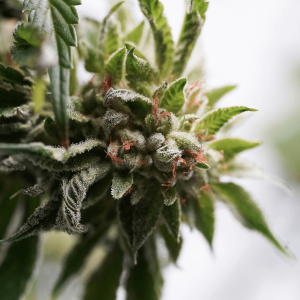 a flowering cannabis plant with trichomes, pistils, and leaves