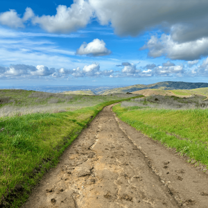 a walking trail surrounded by green grass and blue sky