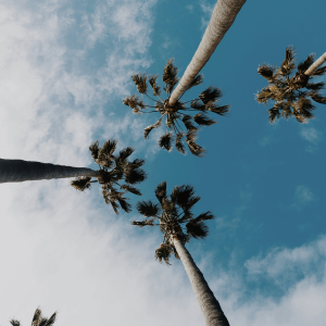 worms eyeview of palm trees in california