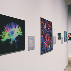 white museum walls lined with art