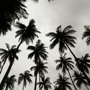 black and white image of palm trees