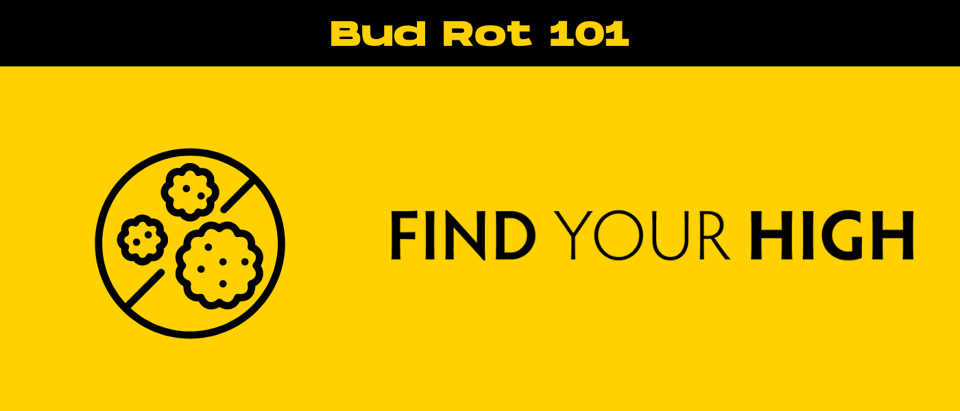 black and yellow banner image for bud rot blog