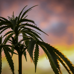 a cannabis plant against a sunset background