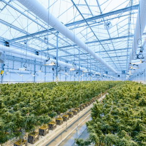 rows of cannabis plants in a grow room