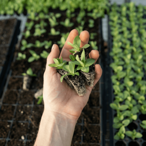 a hand holding two small plants