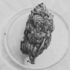 greyscale image of a cannabis bud