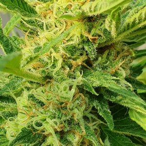 up close image of bright green cannabis plant