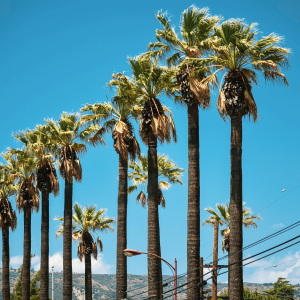 palm trees in San Dimas