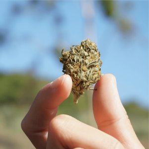 a hand holding a cannabis bud