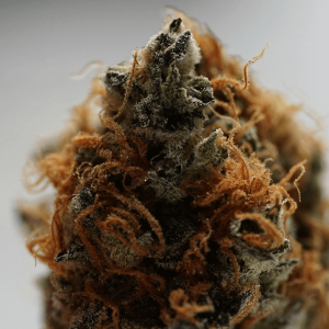 up close image of a cannabis bud