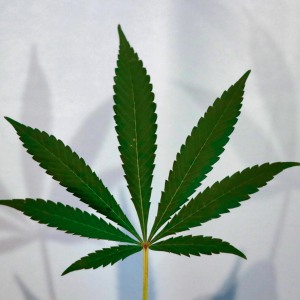 hemp leaf and shadows against a white background