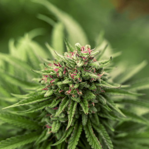 light green cannabis plant with pink pistils