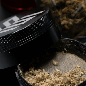 cannabis flower in a grinder