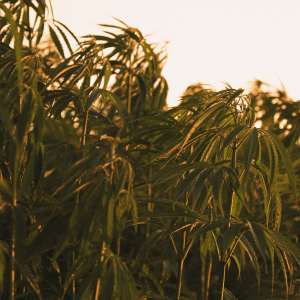 hemp plants at golden hour