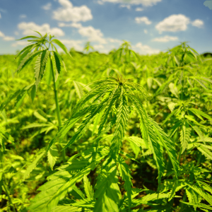 hemp cultivation field