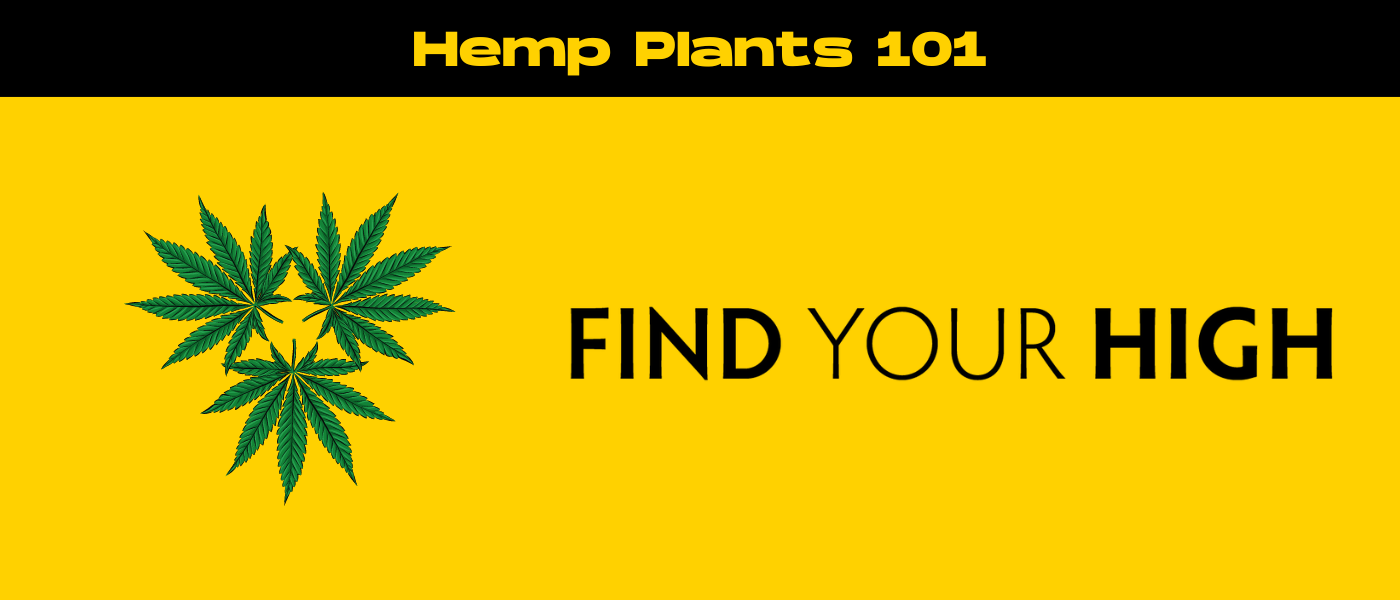 black and yellow banner image for hemp plant blog