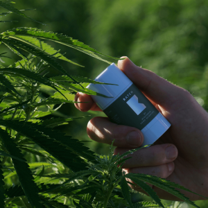 person holding a hemp wellness product in front of a green hemp plant