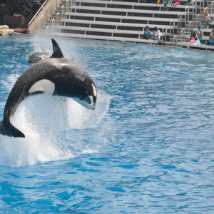 a killer whale at seaworld