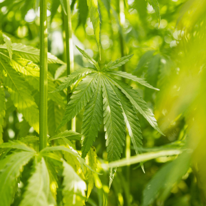 light green hemp plant in the sun