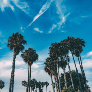 palm trees against blue sky