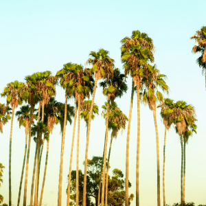 palm trees against a blue sky