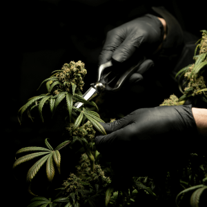 hand with black glvoes harvesting a cannabis plant