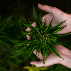 hand with tattoo holding green hemp plant