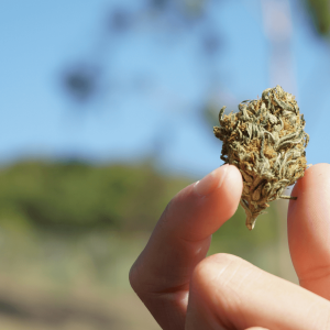 hand holding a THCa flower nug