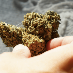 person reaching for cannabis flower