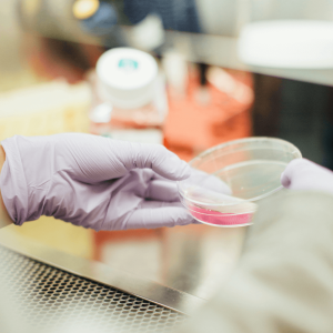 hands wearing gloves holding a petri dish of pink liquid