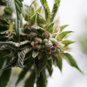 up close image of trichomes on a hemp plant