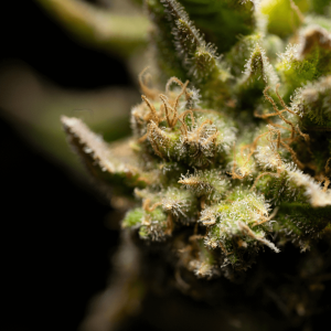 up close image of CBD flower bud