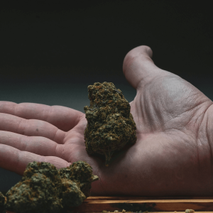 hand holding a large cannabis bud